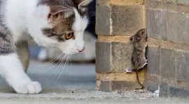 Thực hư quan niệm nhà có chuột sẽ gây nguy hại đến phong thủy gia đình?