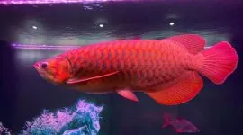 Phong thủy cá Rồng đỏ, tác dụng của cá Rồng đỏ: Hút trọn tài lộc
